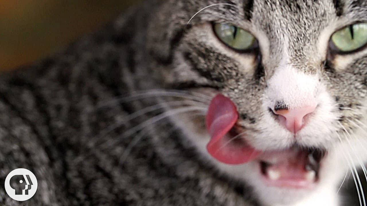 Why Does Your Cat's Tongue Feel Like Sandpaper