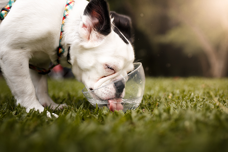 Summer Hydration Tips for Dogs