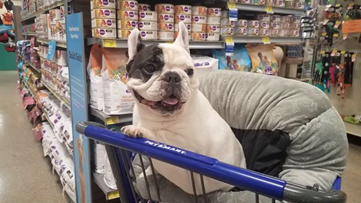 Manny the Frenchie shopping at PetSmart for Halo Pets