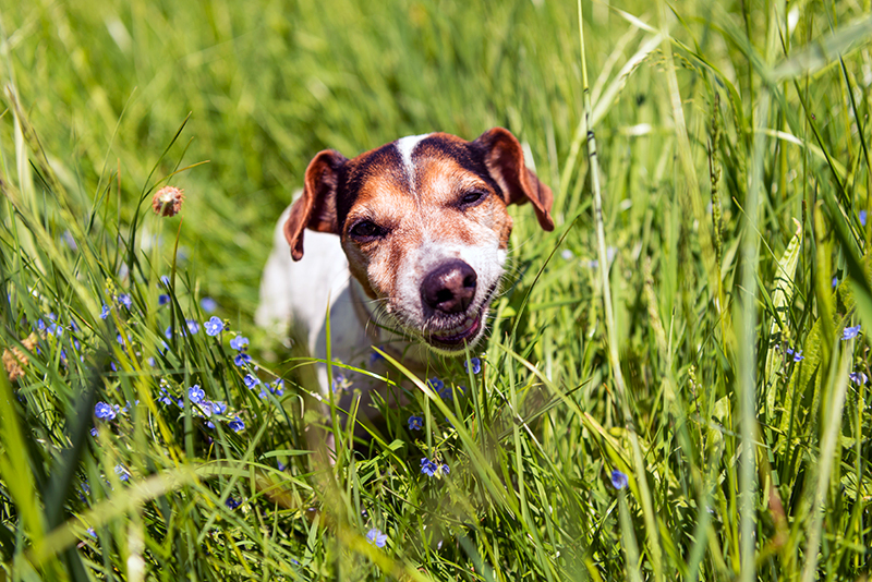 Why Is My Dog Eating Grass Halo Pets Blog